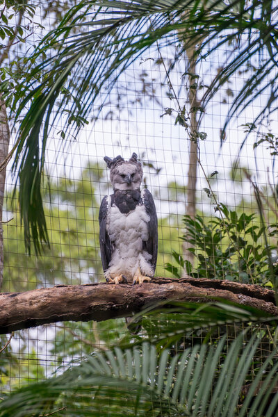 The majestic eagle harpy  bird in Brazil