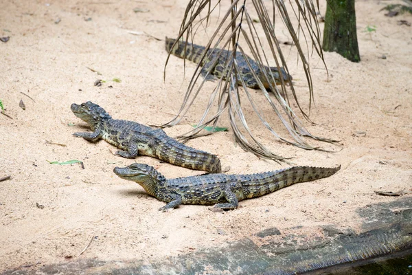 Foz Iguaçu Brasil Julho 2016 Crocodilo Brasileiro Tartarugas Exóticas Natureza — Fotografia de Stock