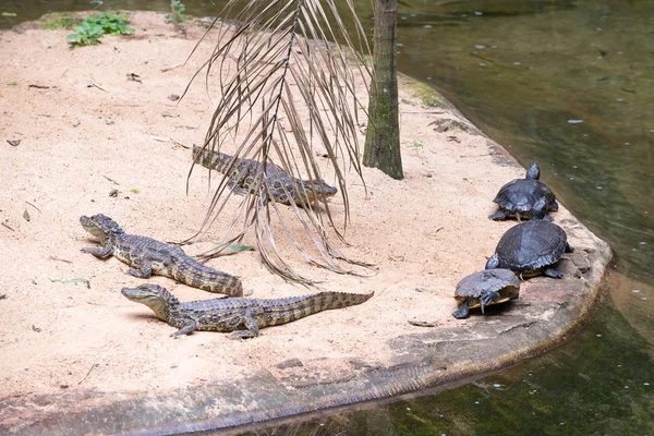 Cocodrilo brasileño y tortugas exóticas en la naturaleza —  Fotos de Stock