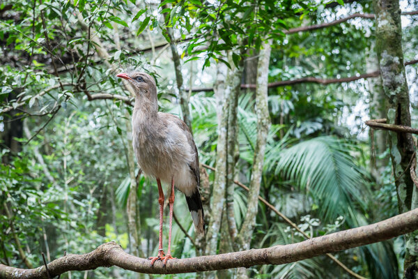 Portrait of a brazilian Cariama cristata Seriema 