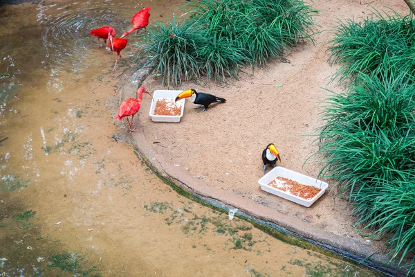 Foz Iguacu Brazil July 2016 Scarlet Ibis Eudocimus Ruber Bird — стоковое фото