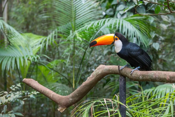 Zár megjelöl-ból egy óriás színes tucano — Stock Fotó