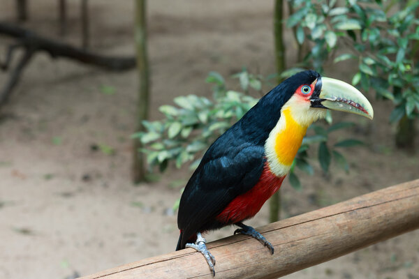 Exotic toucan brazilian bird in nature in Foz 