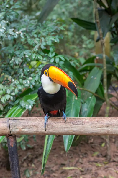 Uccello brasiliano tucano esotico in natura a Foz — Foto Stock