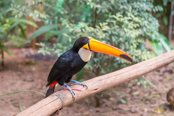 Uccello brasiliano tucano esotico in natura a Foz — Foto Stock