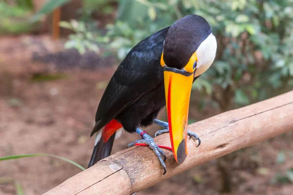 Uccello brasiliano tucano esotico in natura a Foz — Foto Stock