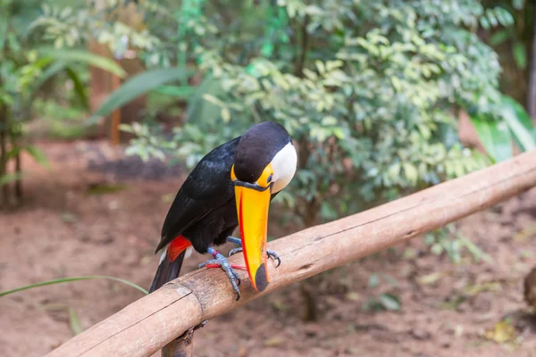 Zár megjelöl-ból egy óriás színes tucano — Stock Fotó