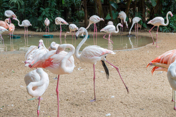 Group of pink flamingos eating in lake