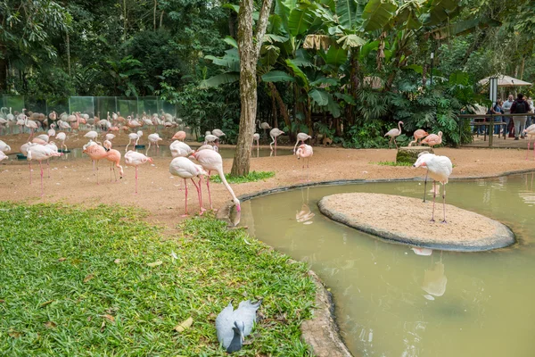 Фламинго со своими парами в "Птицах" — стоковое фото