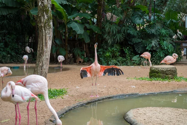 Grupo de flamingos rosa comendo no lago — Fotografia de Stock