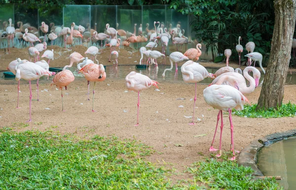 Group of pink flamingos eating in lake — Stock Photo, Image