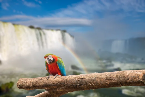 Zamknij widok papuga Ara w wodospady Cataratas — Zdjęcie stockowe
