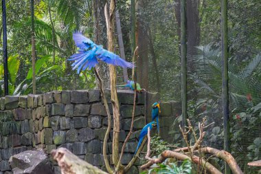 Her iki mavi ve sarı Amerika papağanı veya mavi ve altın Amerika papağanı (Ara ararauna) Brezilya. Büyük Neotropical papağan Grubu'nun bir üyesidir.