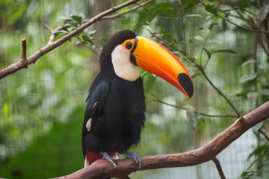 Egzotik toucan doğa Foz adlı Brezilyalı bir kuş Iguacu, Parana, Brezilya.
