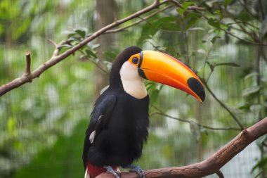 Bir ağaç dalı, sabahın erken saatlerinde yağmur ormanı toucan kuş.