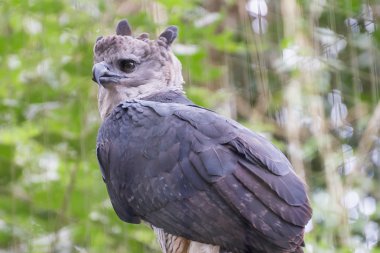 Görkemli kartal harpy kuş Brezilya