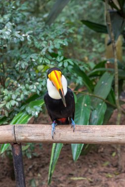 Bir ağaç dalı, sabahın erken saatlerinde yağmur ormanı toucan kuş.