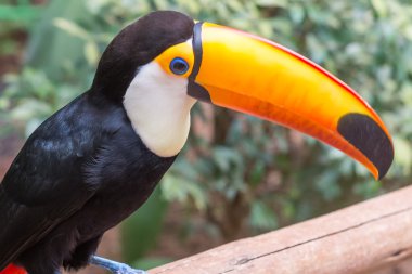 Foz doğa egzotik toucan Brezilyalı kuş 