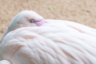 Foz kuşbakışı Park flamingoların Iguacu yapmak 