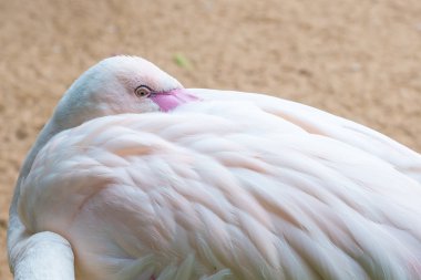 Flamingolar kuşun içinde onların çiftler ile