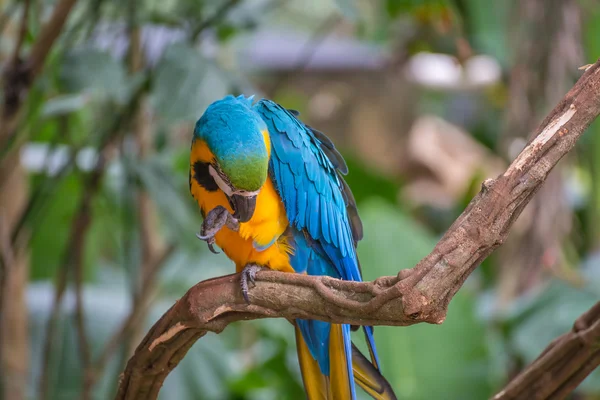 Guacamayo Azul Amarillo Guacamayo Azul Dorado Ara Arararauna Brasil Miembro — Foto de Stock