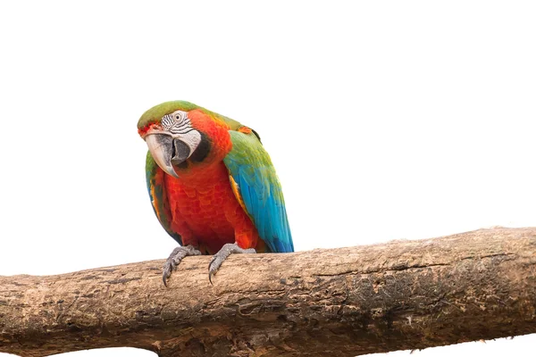 Aviário Macaw colorido sobre fundo isolado branco — Fotografia de Stock