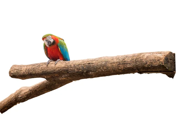 Voliera Macaw colorata su sfondo bianco isolato — Foto Stock