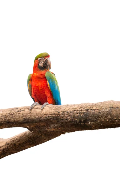 Ptaszek papugi ARA na na białym tle — Zdjęcie stockowe