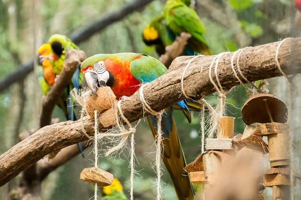 Colorido de Blue and Gold Macaw aviário — Fotografia de Stock