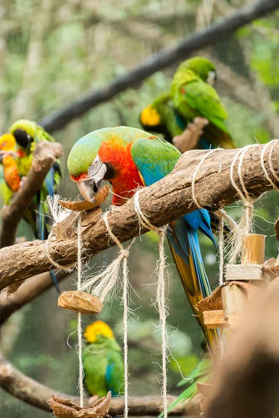 Pássaro Papagaios Arara Colorido Galho Árvore Brasil — Fotografia de Stock