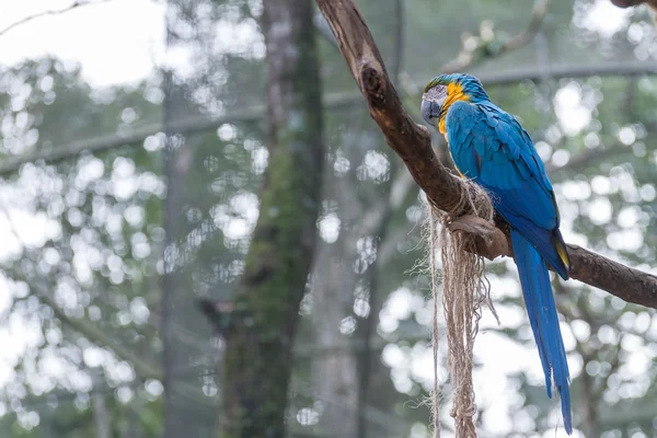 Pássaro Papagaio Arara Azul Galho Árvore Brasil — Fotografia de Stock