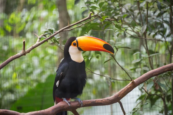 Exotischer Tukan Ein Brasilianischer Vogel Der Natur Foz Iguacu Parana — Stockfoto