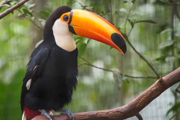 Toucan Bird Een Vertakking Van Beslissingsstructuur Het Regenwoud Vroeg Ochtend — Stockfoto