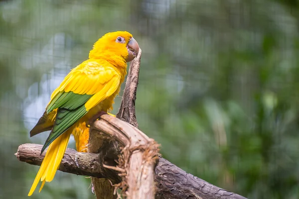 Papagaio dourado (Guaruba guarouba) no Parque das Aves — Fotografia de Stock