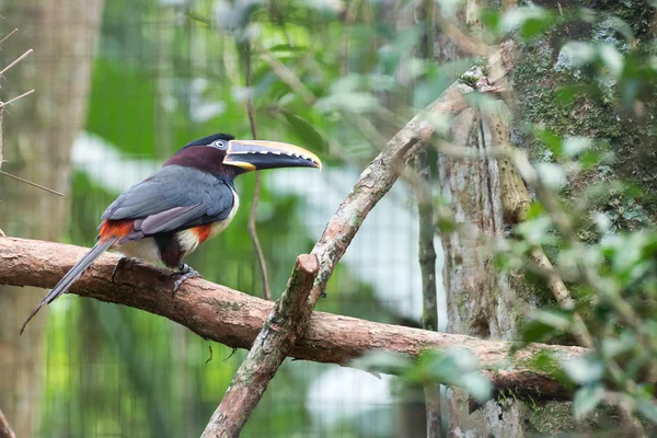 Tucano Bico Preto Com Olhar Assustador Brasil — Fotografia de Stock