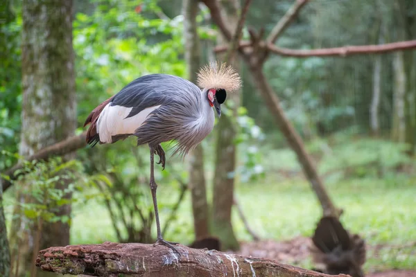 Gray Crowned Crane bird posing in Brazil with green forest as background.