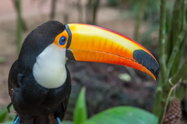 Pájaro Tucán Una Rama Árbol Selva Tropical Temprano Mañana —  Fotos de Stock