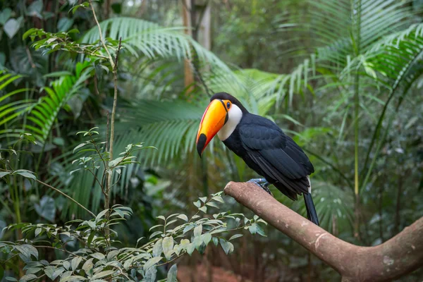 Exotic toucan a brazilian bird in nature at the Foz do Iguacu, Parana, Brazil.