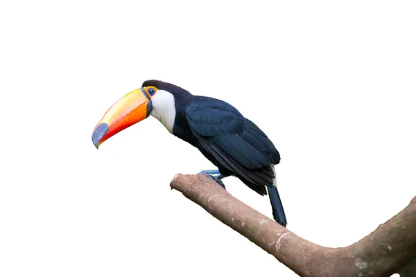 Toucan fågel i ett träd på vit isolerade bakgrund — Stockfoto