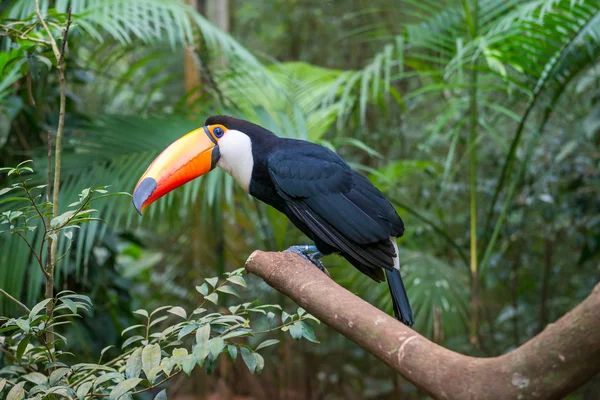 Toucan bird in een vertakking van de beslissingsstructuur in het bos — Stockfoto