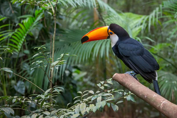 Pássaro Tucano Galho Árvore Floresta Tropical Início Manhã — Fotografia de Stock