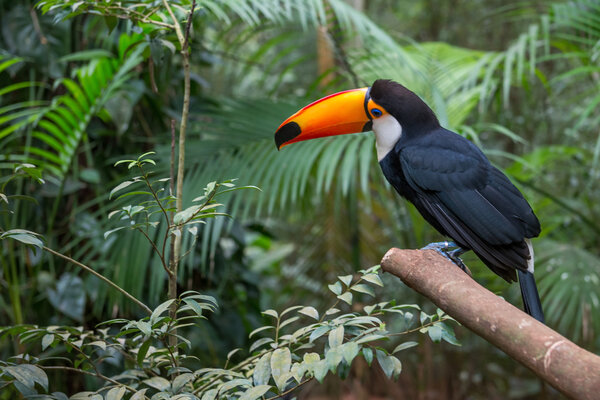 Toucan bird in a tree branch at the rain forest early in the morning.