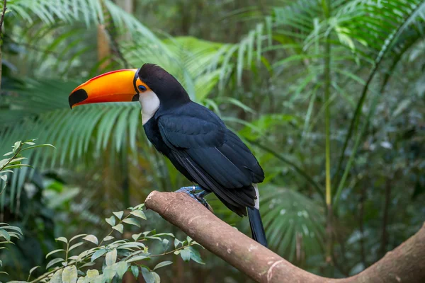 Exotic toucan a brazilian bird in nature at the Foz do Iguacu, Parana, Brazil.
