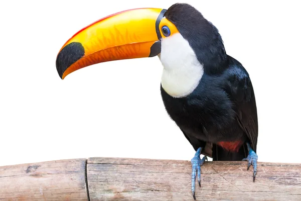 Pájaro tucán en un árbol sobre fondo blanco aislado —  Fotos de Stock