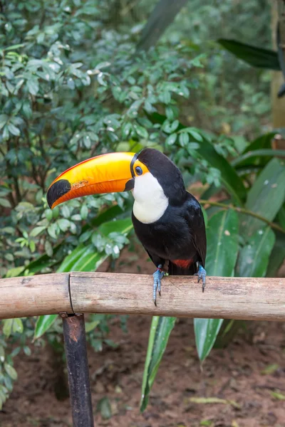 Egzotyczne Toucan Brazylijski Ptaków Przyrodzie Foz Iguaçu Parana Brazylia — Zdjęcie stockowe