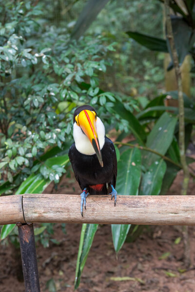 Toucan bird in a tree branch at the rain forest early in the morning.