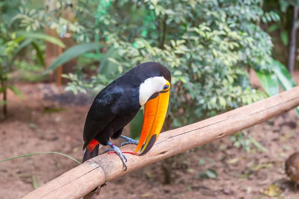 Exótico Tucano Pássaro Brasileiro Natureza Foz Iguaçu Paraná Brasil — Fotografia de Stock