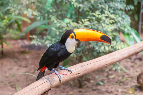 Toucan bird in een vertakking van de beslissingsstructuur in het bos — Stockfoto
