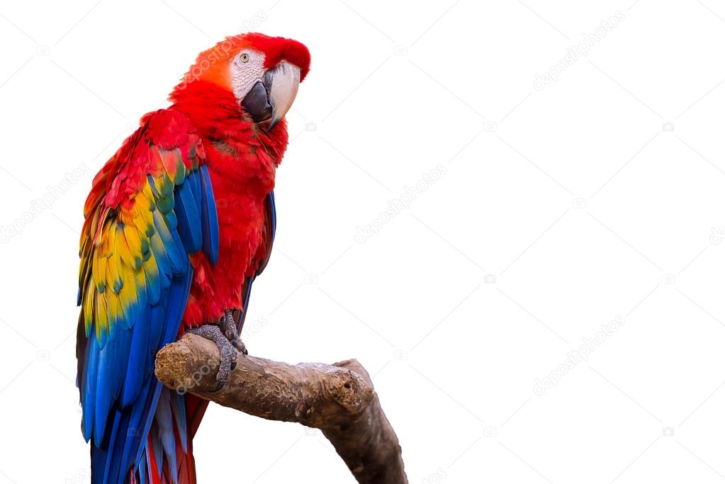 macaw parrots bird on white isolated background