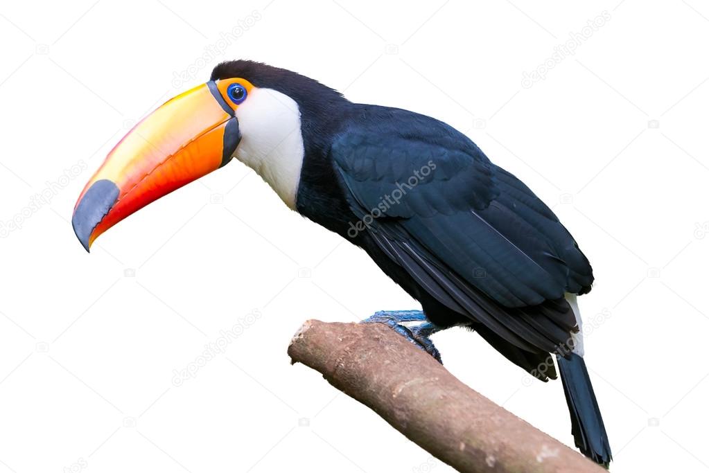 Toucan bird in a tree on white isolated background
